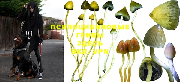 ПСИЛОЦИБИНОВЫЕ ГРИБЫ Абинск